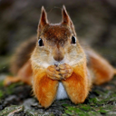 Squirrel
